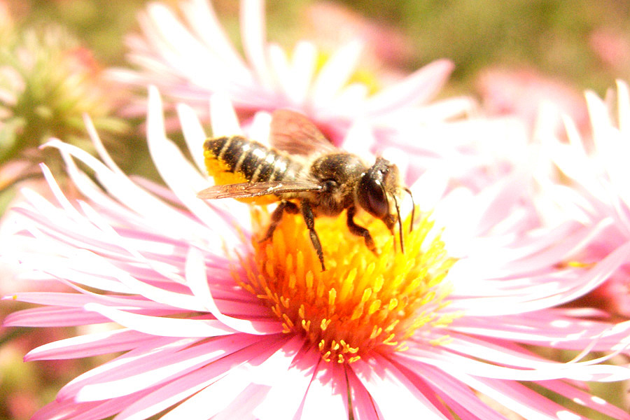 Apidae Megachilinae